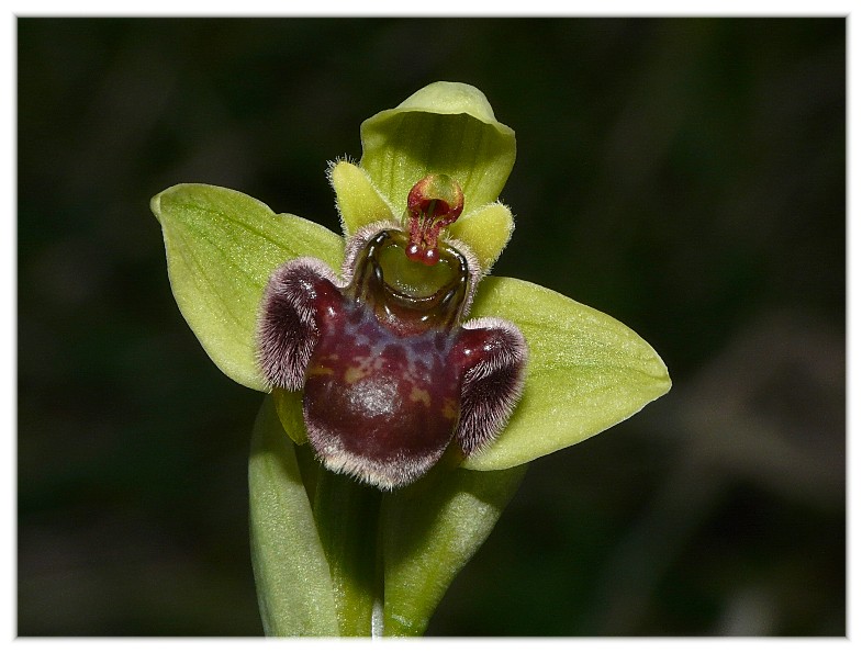 Ophrys bombyliflora